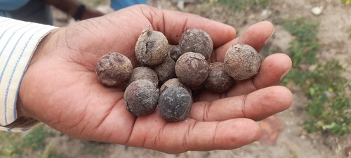 Corypha umbraculifera, photograph 5