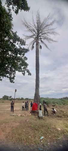 Corypha umbraculifera, photograph 4