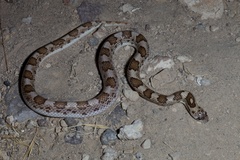 Phyllorhynchus decurtatus