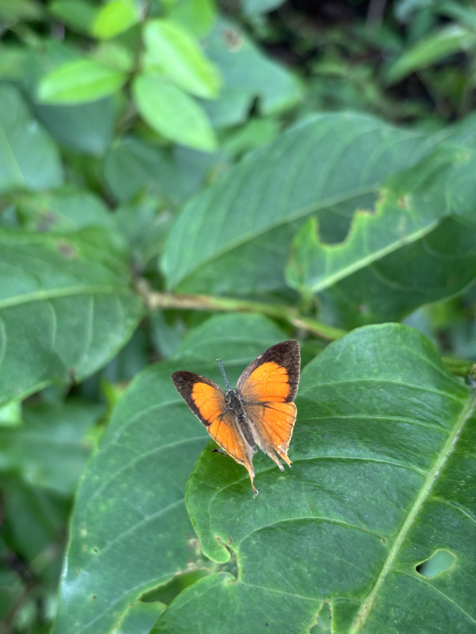 Yamfly