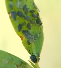 Aphidomorpha