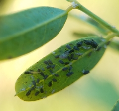 Aphidomorpha