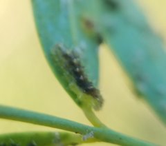 Dioprosopa clavata