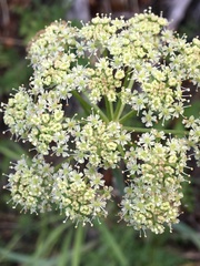 Cnidium cnidiifolium
