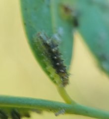 Dioprosopa clavata