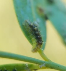 Dioprosopa clavata