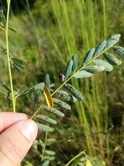 Aphidomorpha