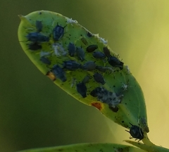 Aphidomorpha