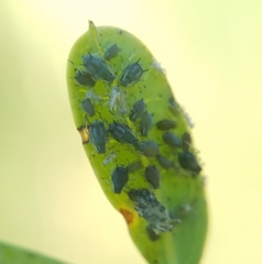 Aphidomorpha