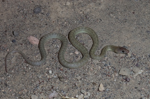 Baja California Ratsnake
