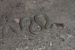 Baja California Rat Snake photo 3