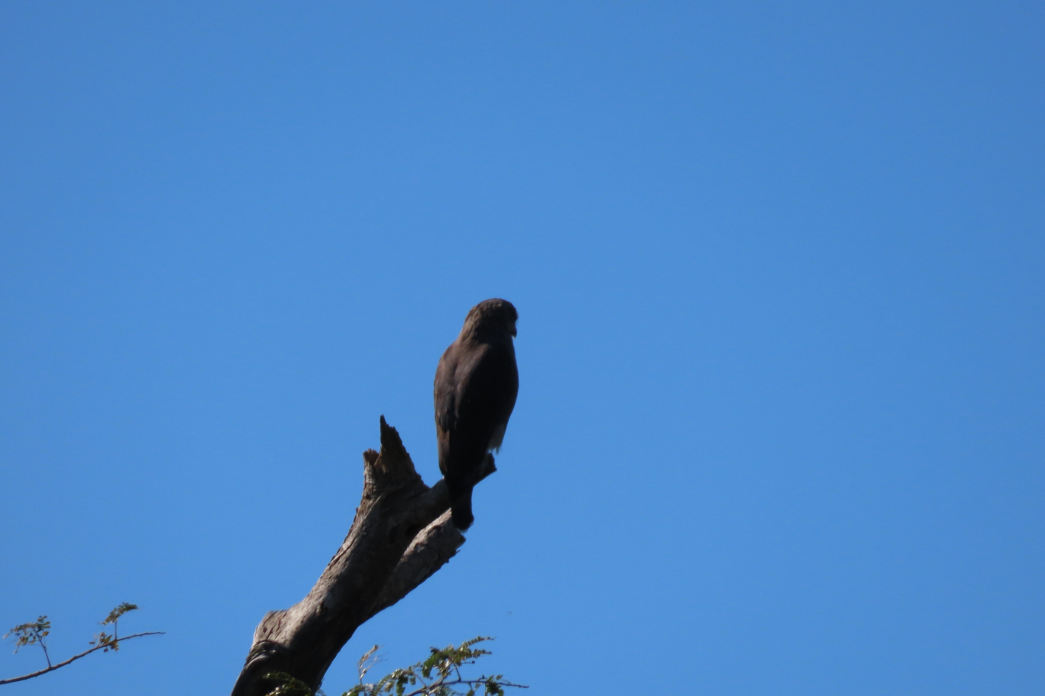 Southern Banded Snake Eagle (Circaetus fasciolatus), photo 8