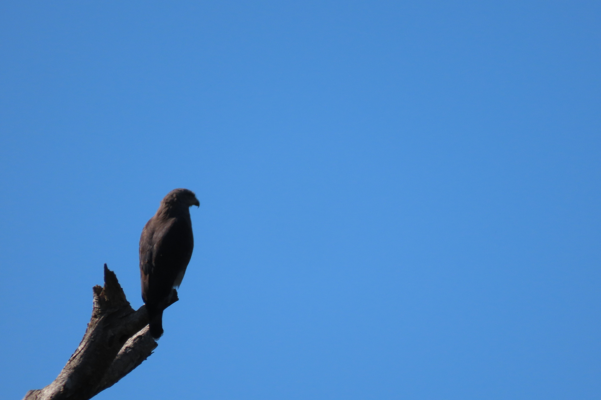 Southern Banded Snake Eagle (Circaetus fasciolatus), photo 7
