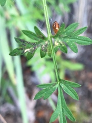 Cnidium cnidiifolium