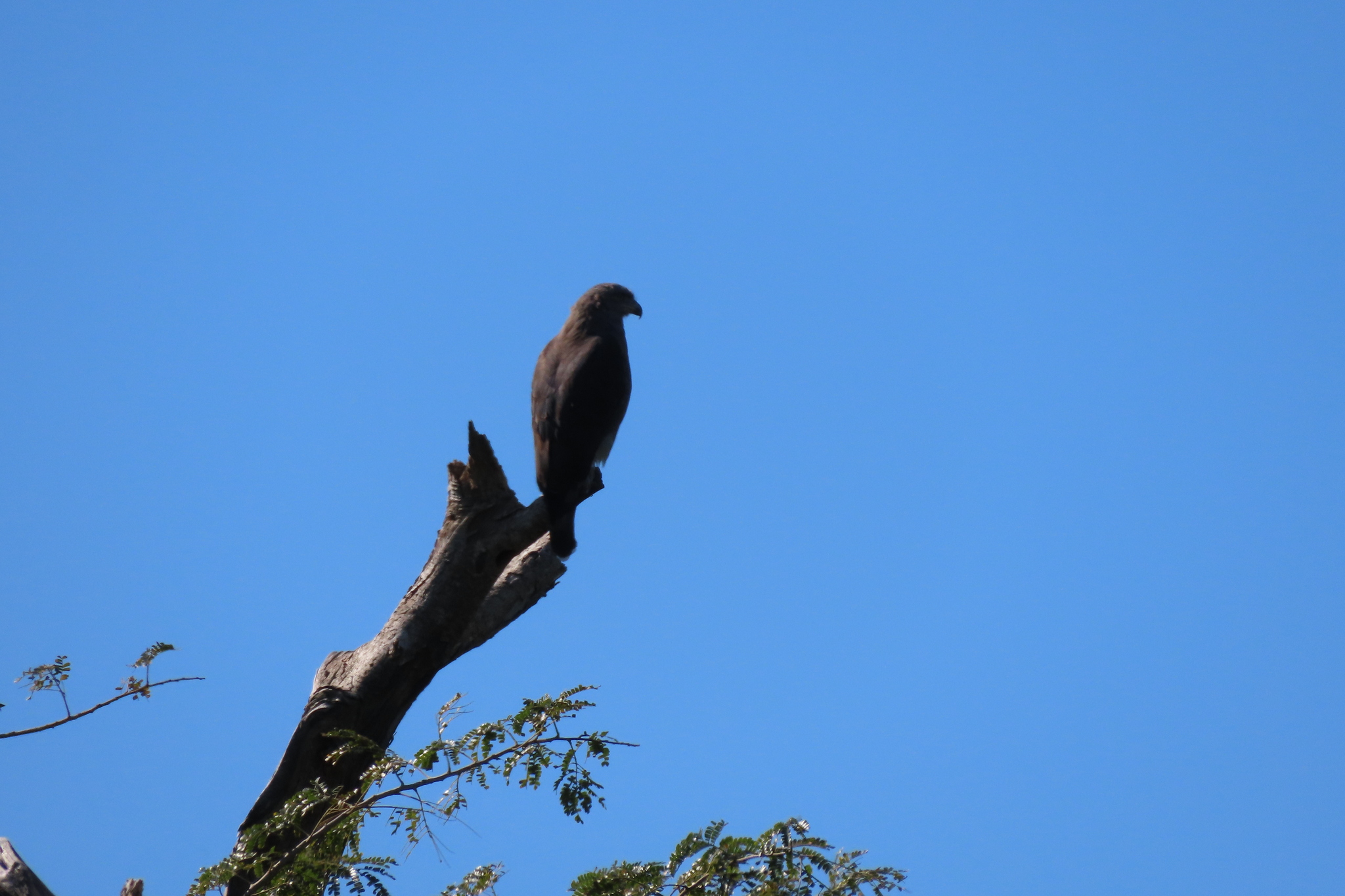 Southern Banded Snake Eagle (Circaetus fasciolatus), photo 9
