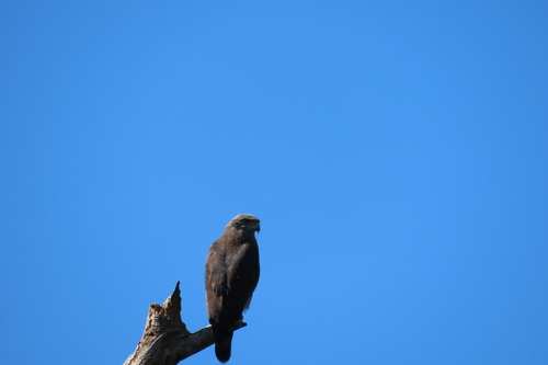 Southern Banded Snake Eagle (Circaetus fasciolatus), photo 10
