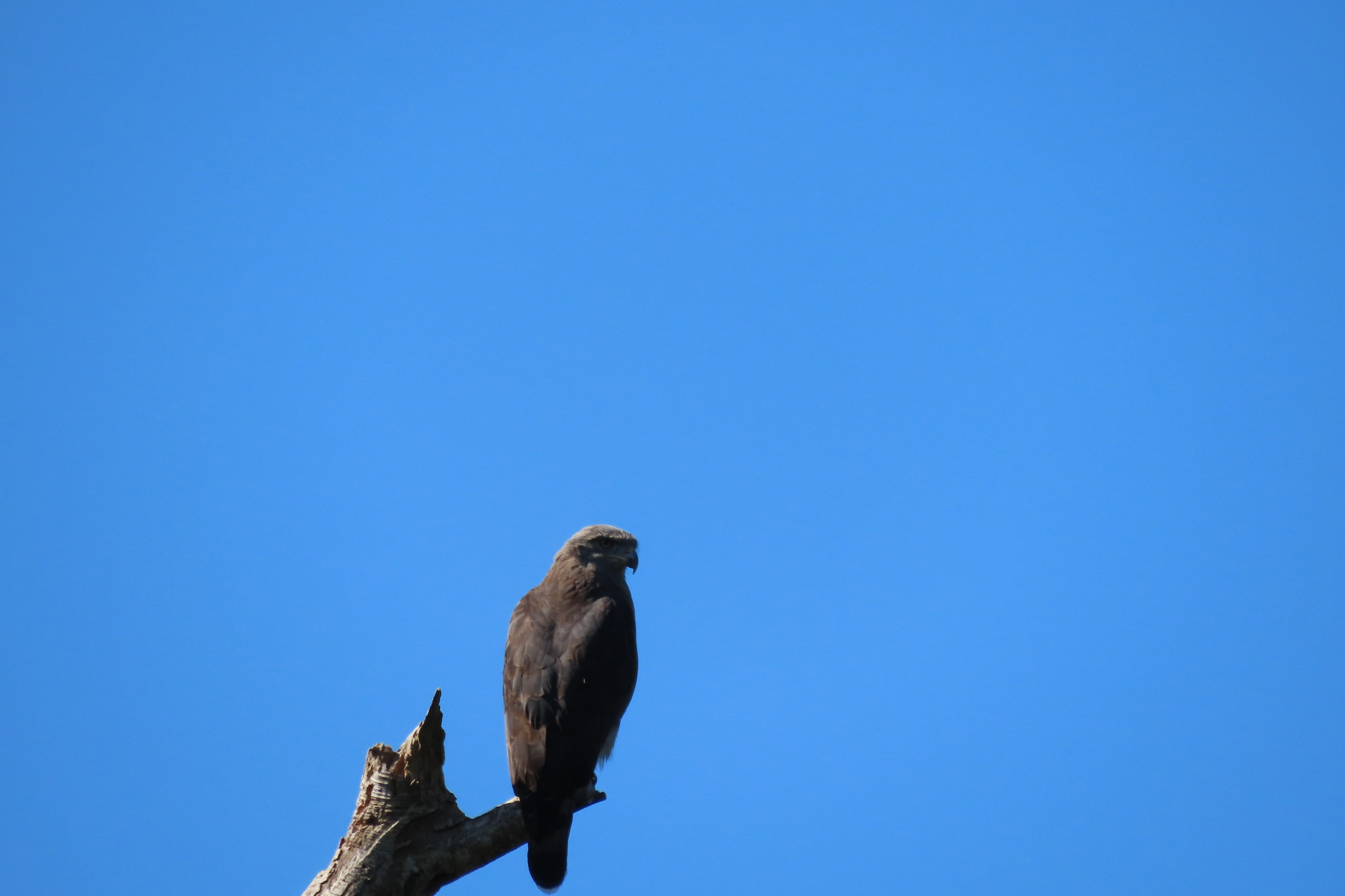 Southern Banded Snake Eagle (Circaetus fasciolatus), photo 10