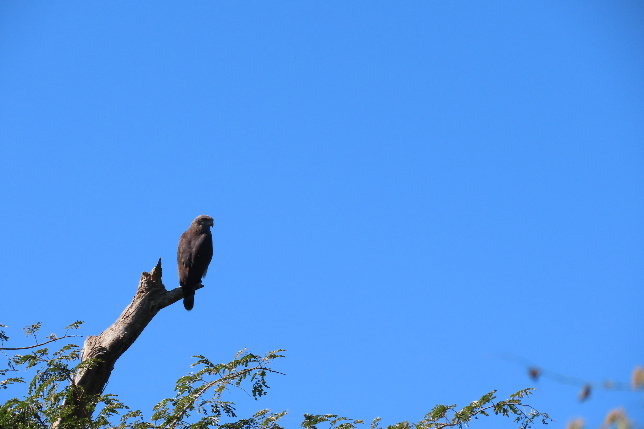 Southern Banded Snake Eagle (Circaetus fasciolatus), photo 5