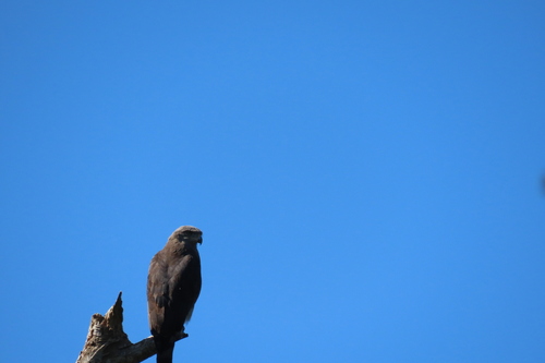 Southern Banded Snake Eagle (Circaetus fasciolatus), photo 6