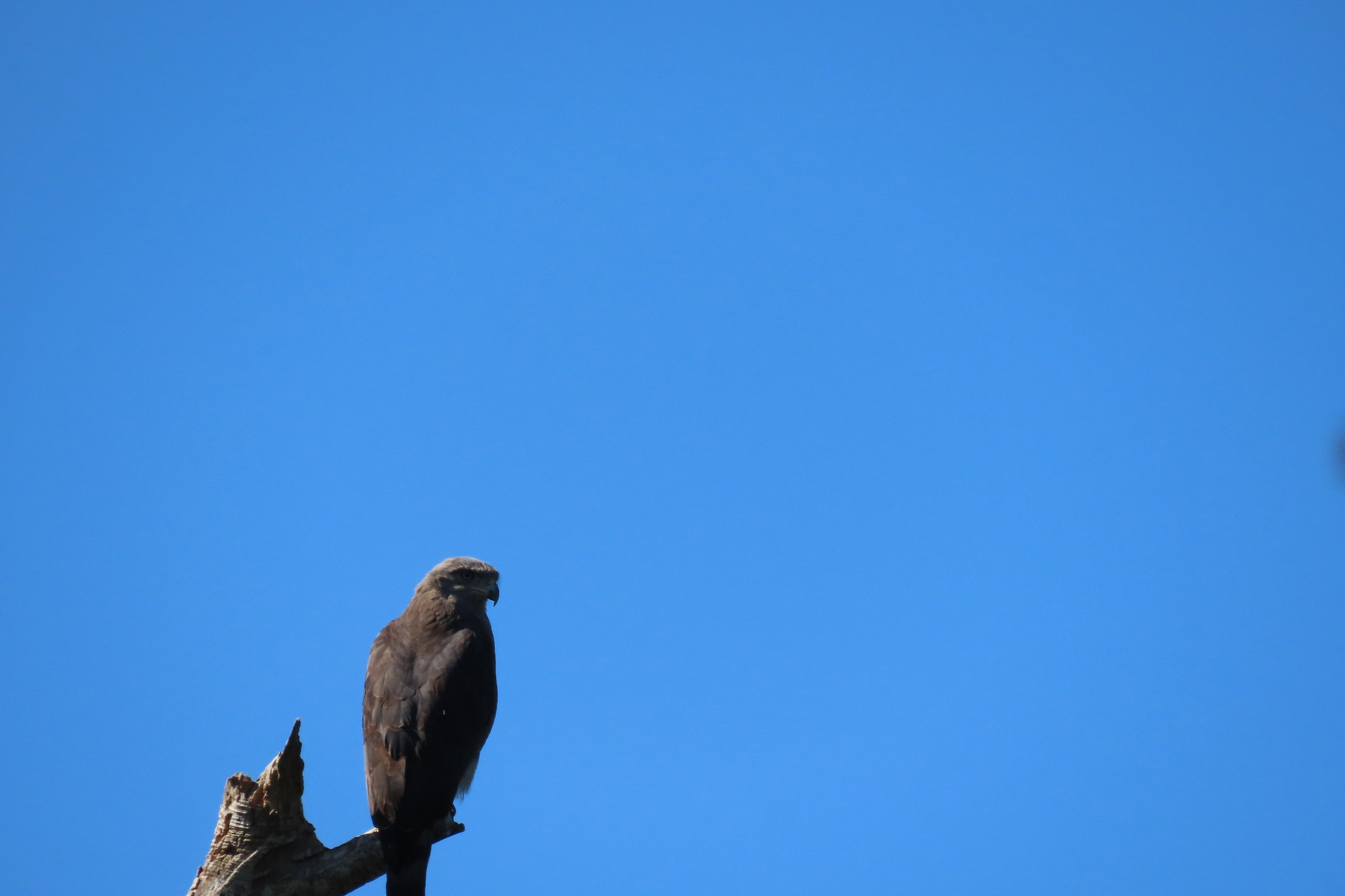 Southern Banded Snake Eagle (Circaetus fasciolatus), photo 6