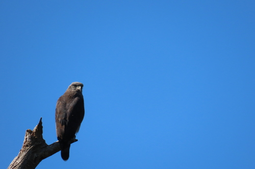Southern Banded Snake Eagle (Circaetus fasciolatus)