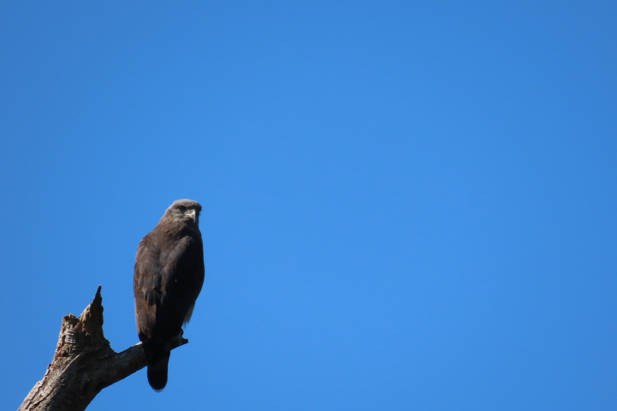 Southern Banded Snake Eagle (Circaetus fasciolatus), photo 1