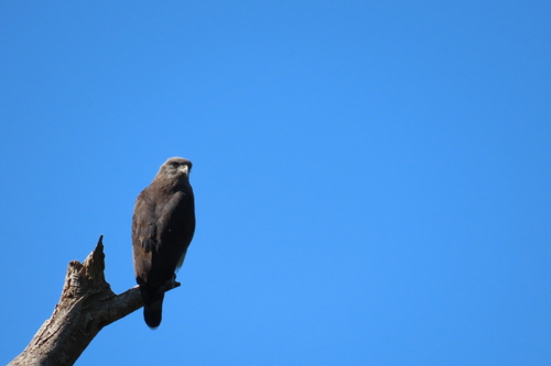 Southern Banded Snake Eagle (Circaetus fasciolatus), photo 2