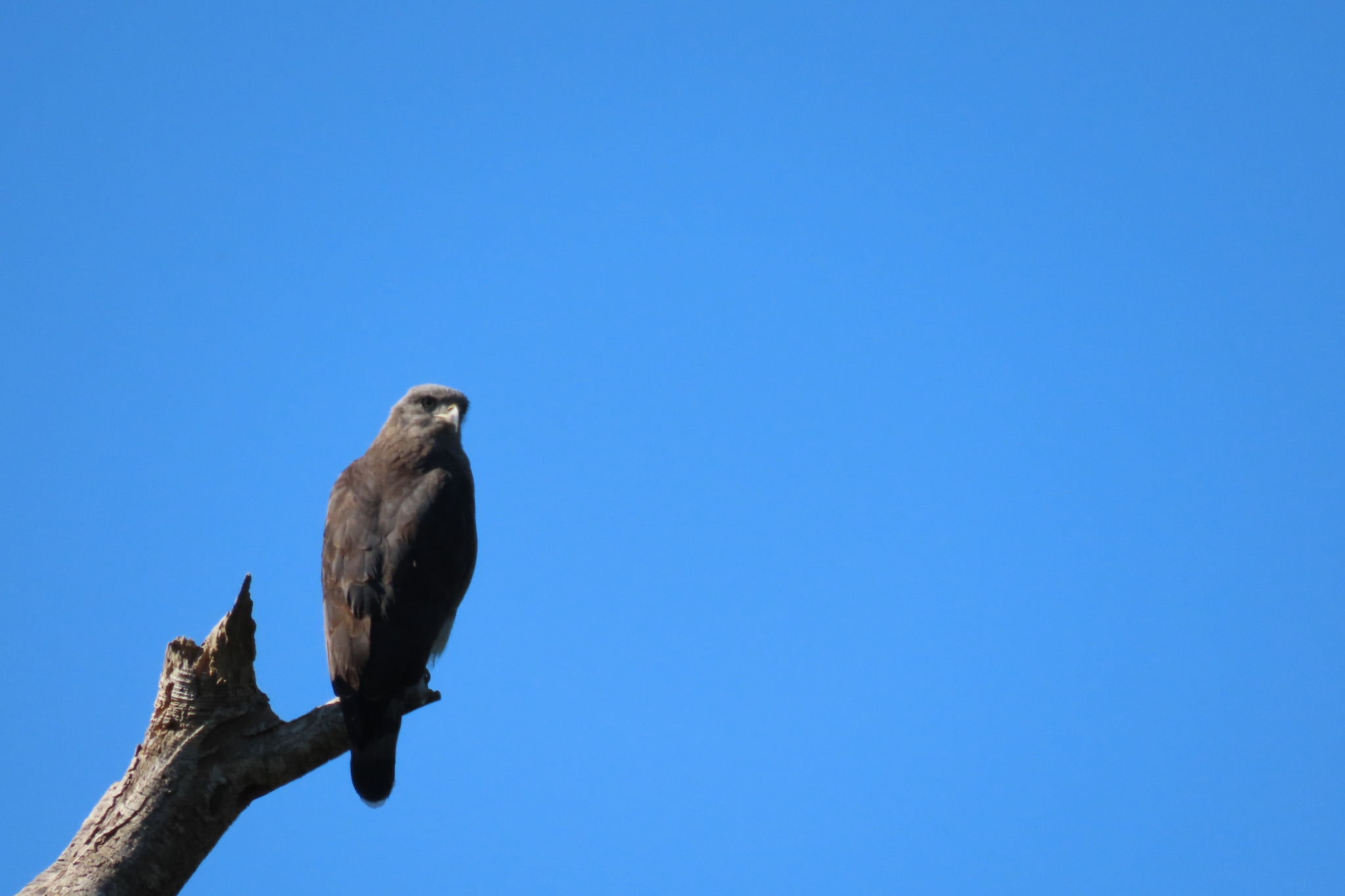 Southern Banded Snake Eagle (Circaetus fasciolatus), photo 2