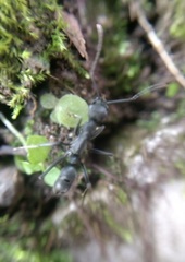 Neoponera apicalis