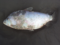 Prochilodus lineatus