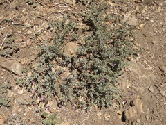 Penstemon californicus