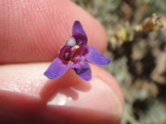 Penstemon californicus