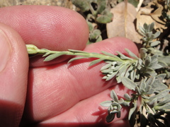 Penstemon californicus