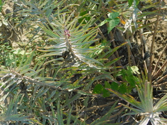 Asclepias brachystephana