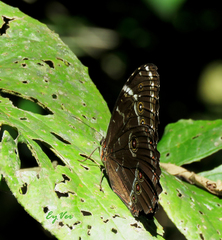 Morpho helenor theodorus