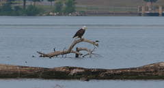 Haliaeetus leucocephalus