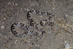 Trimorphodon lyrophanes