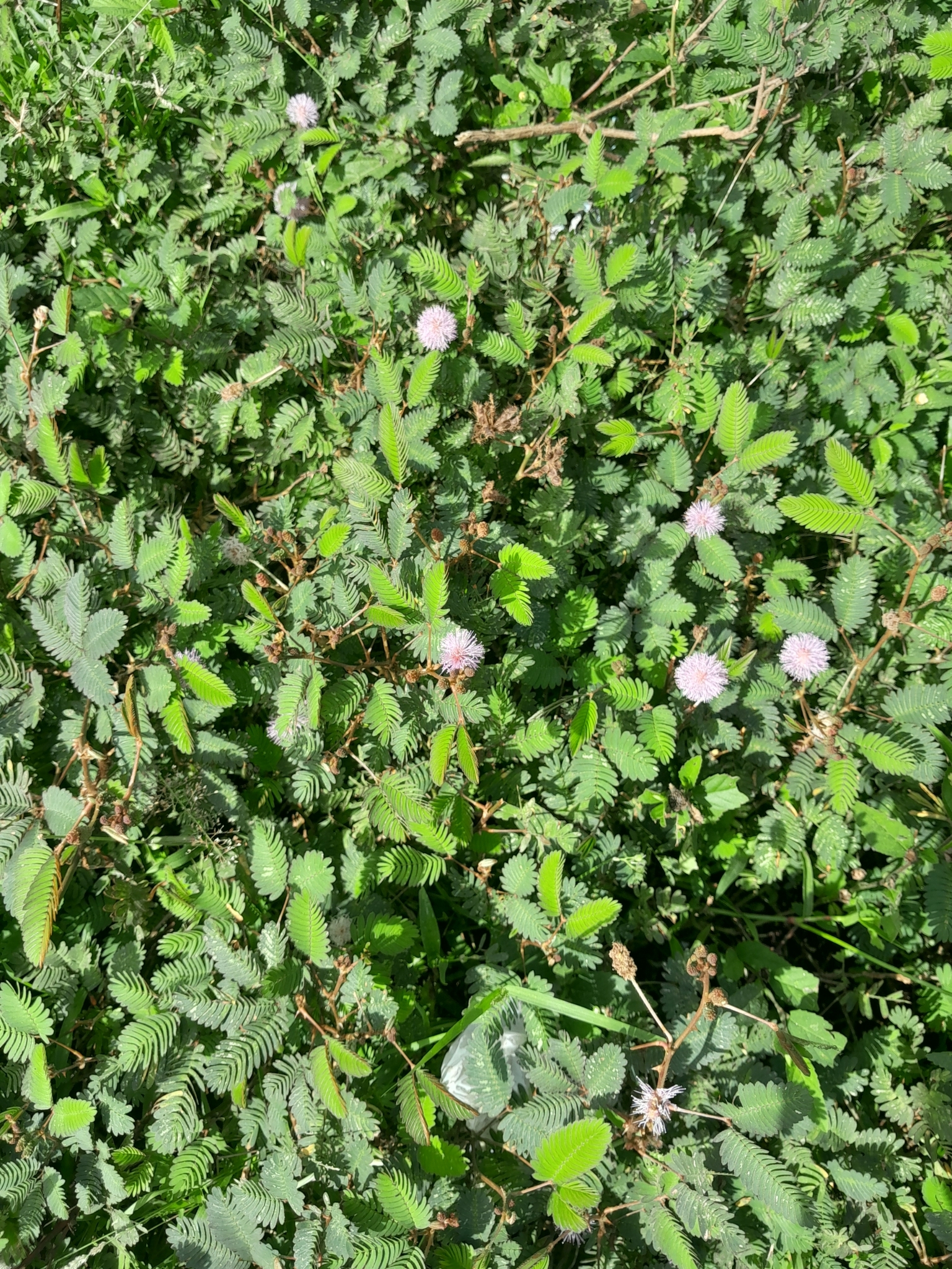 Mimosa pudica