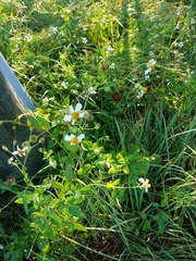 Bidens alba