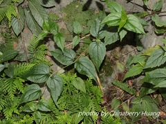 Eupatorium amabile