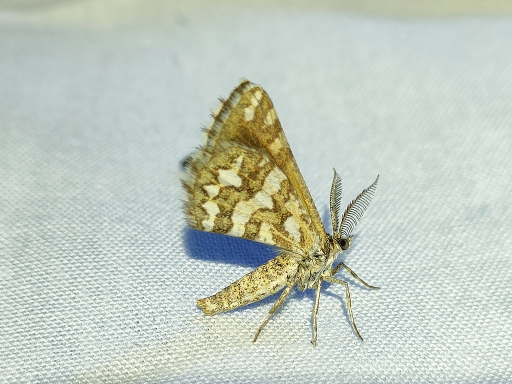 Narraga nelvae