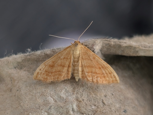 Idaea ochrata