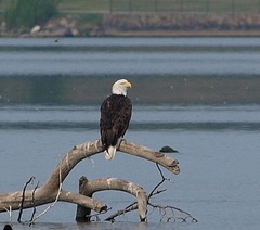 Haliaeetus leucocephalus