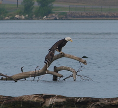 Haliaeetus leucocephalus