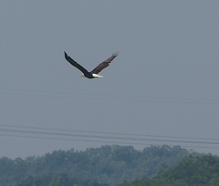 Haliaeetus leucocephalus
