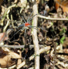 Aglaoctenus castaneus