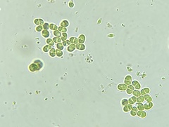 Chlorella