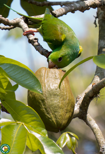 Pachira glabra
