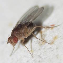 Drosophila funebris