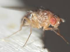 Drosophila funebris